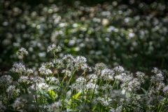 Hutton-in-the-Forest wild garlic