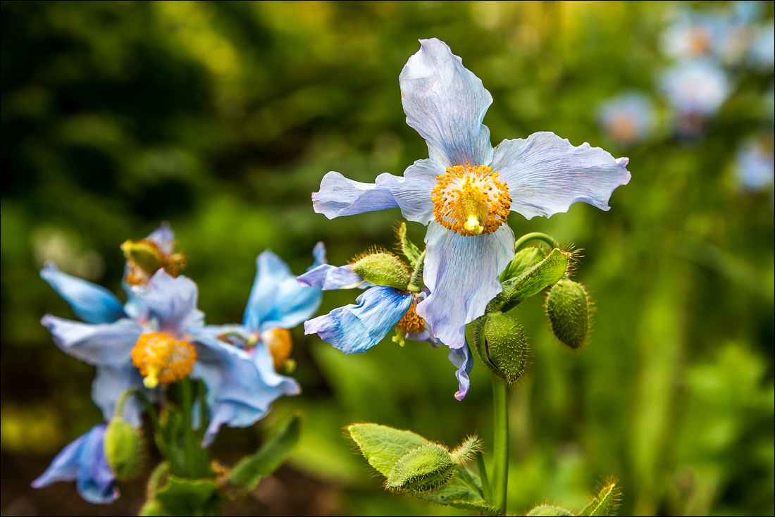 Hutton-in-the-Forest blue poppy