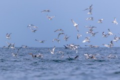 Gulls, black-legged kittiwakes