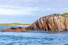 Cormorants