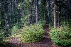 Johnson Lake walk