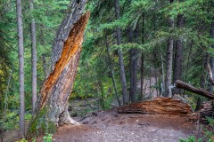 Johnson Lake walk