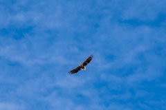 White tailed eagle, Justadtinden walk, Lofoten