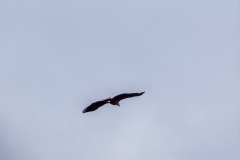 White tailed eagle, Loch Striven