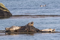 Seal
