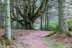 Killantringan walk, Dunksey Gardens