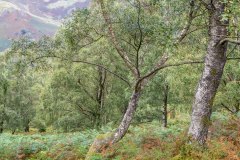 Borrowdale woodland