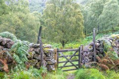 Borrowdale woodland