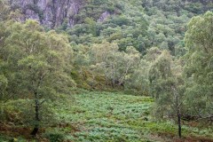 Borrowdale rainforest