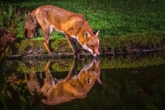 fox