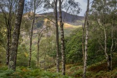 Borrowdale woodland