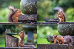 Red squirrel