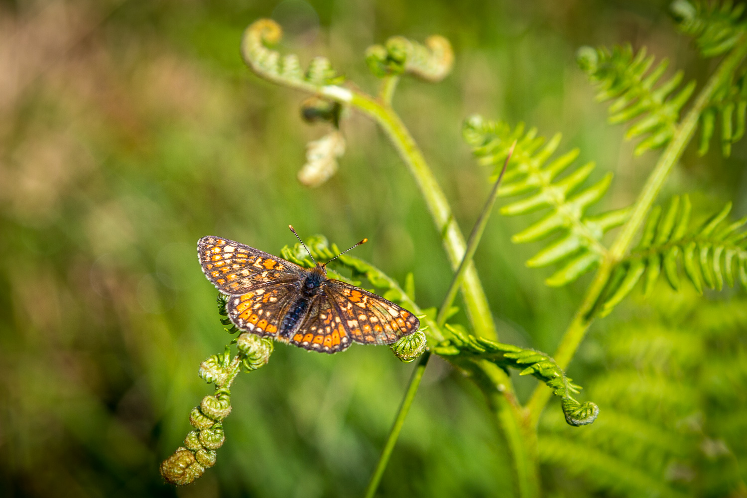 Marsh Fritillary, butterfly