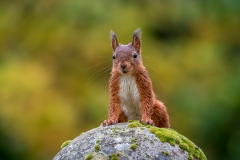 Red squirrel