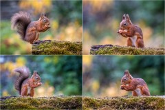 Red squirrel