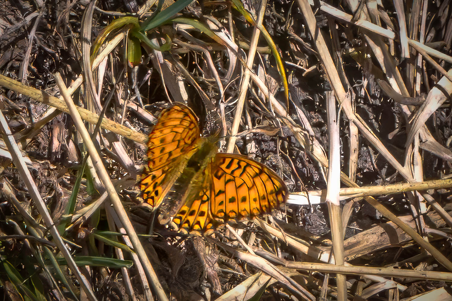 Small pearl-bordered fritillary Small pearl-bordered fritillary