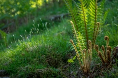 fern