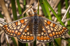 Marsh fritillary