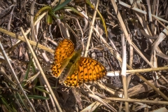 Small pearl-bordered fritillary