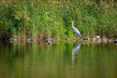 Heron, River Lune
