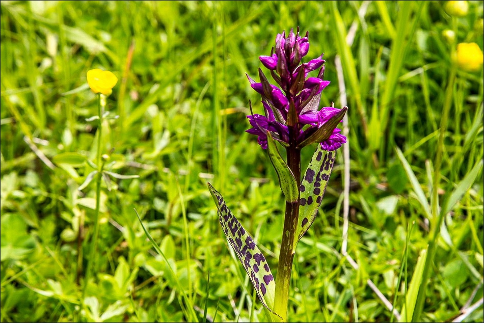 Wild orchid Austrian Alps