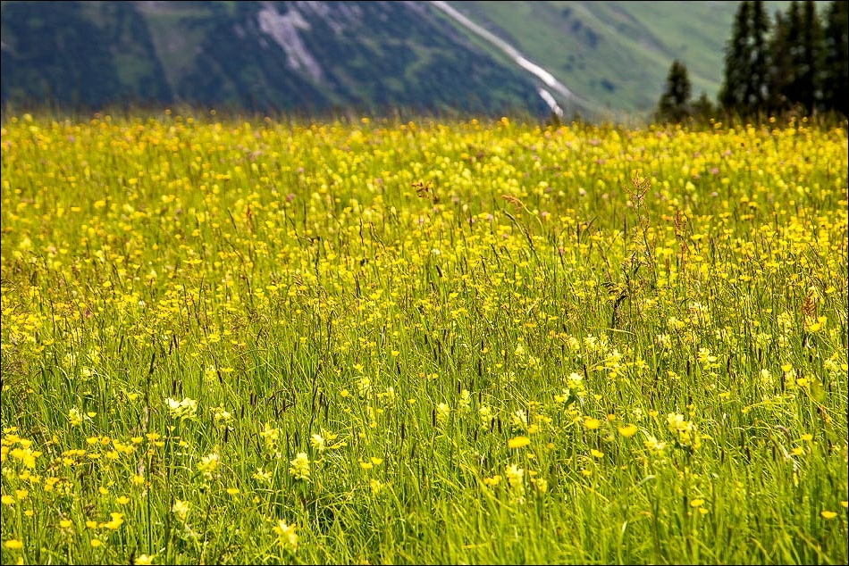 Meadows Austrian Alps