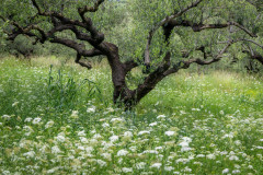 Olive grove
