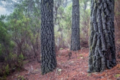La Caldera walk Tenerife