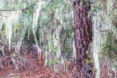 La Caldera walk Tenerife
