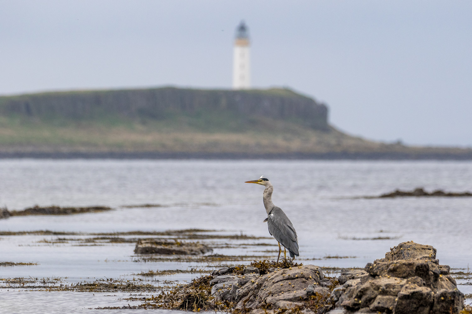 Heron, Pladda lighthouse