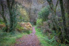 Fairy Glen