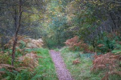 Autumn colours