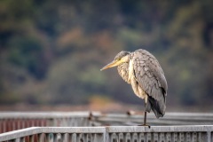Heron