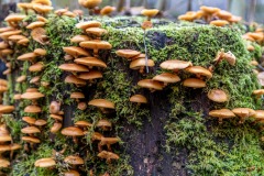 mushrooms
