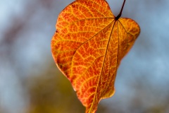 Autumn leaves