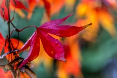 Autumn leaves