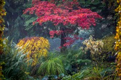 Autumn colours