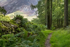 Lanthwaite Wood walk