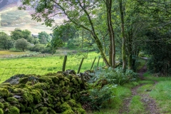 Lanthwaite Wood walk