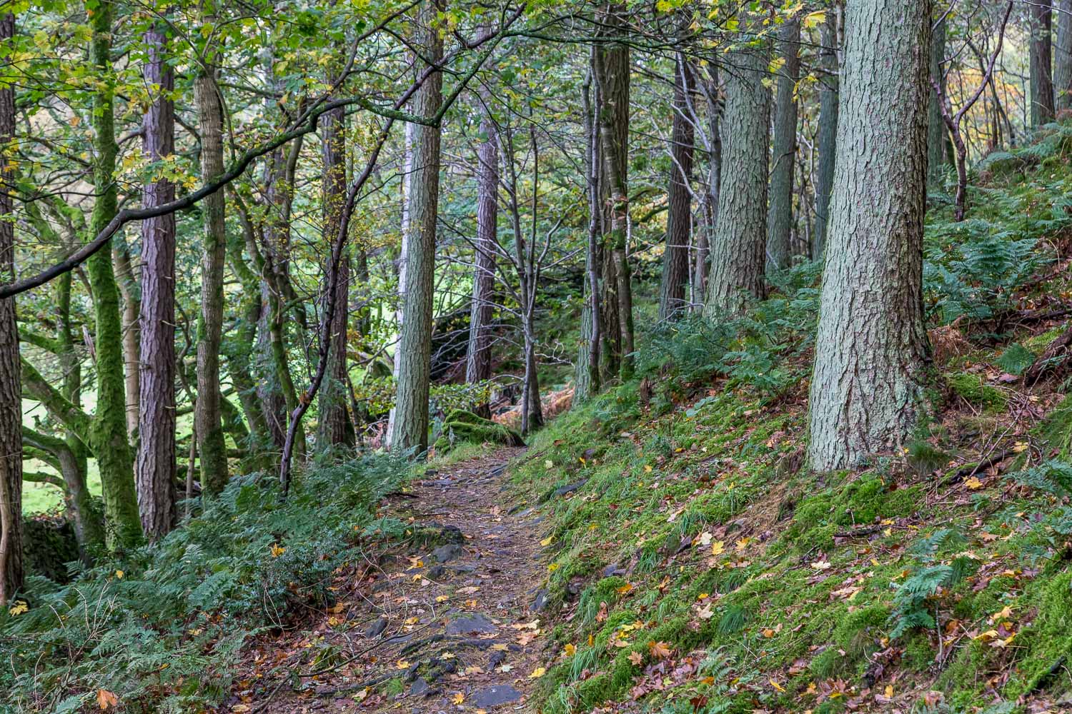 Lanthwaite Wood walk