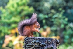 Red squirrel Lake District