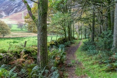 Lanthwaite Wood walk