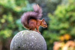 Red squirrel Lake District