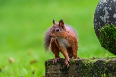 Red squirrel Lake District