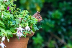 Red squirrel Lake District