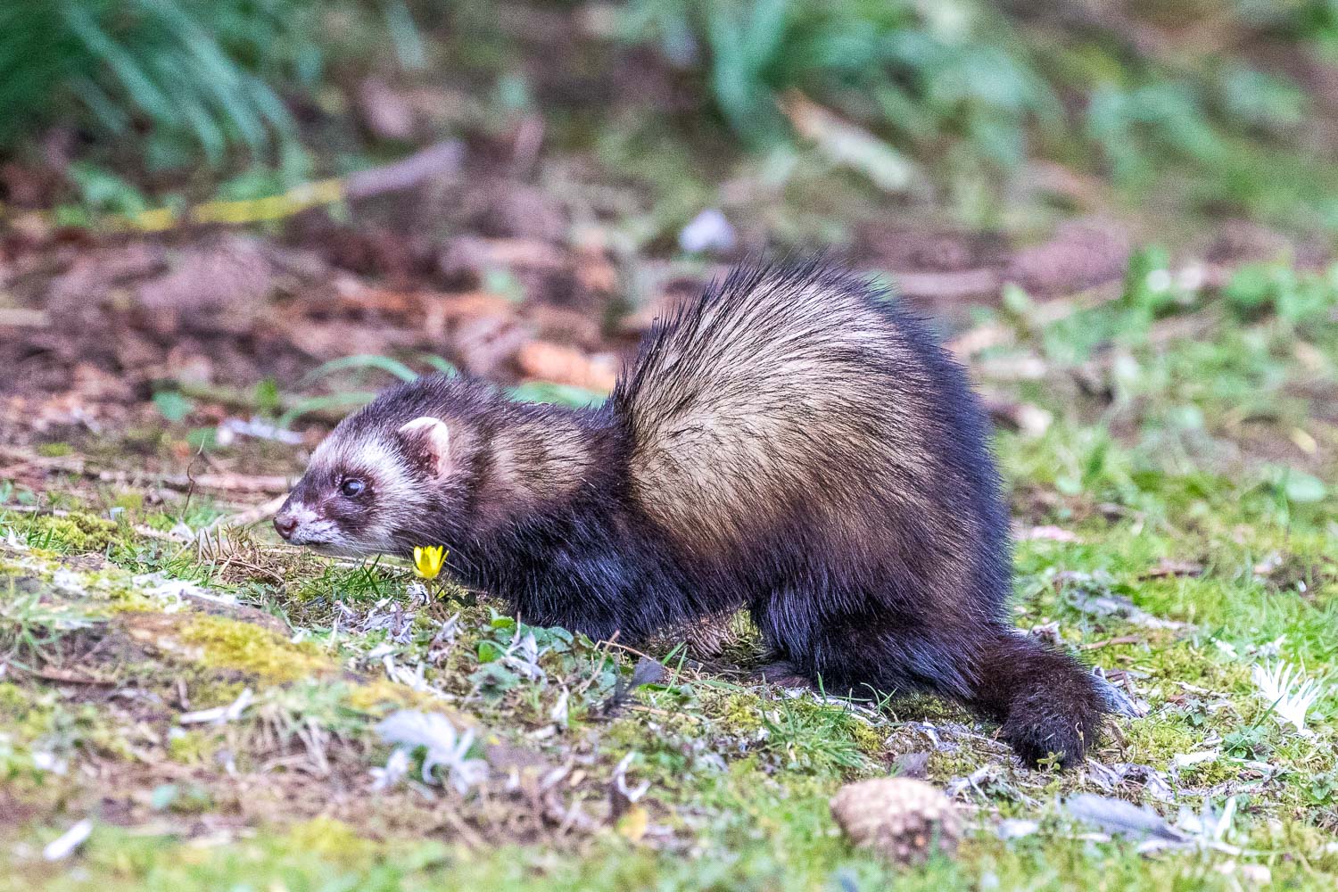polecat or ferret Lake District