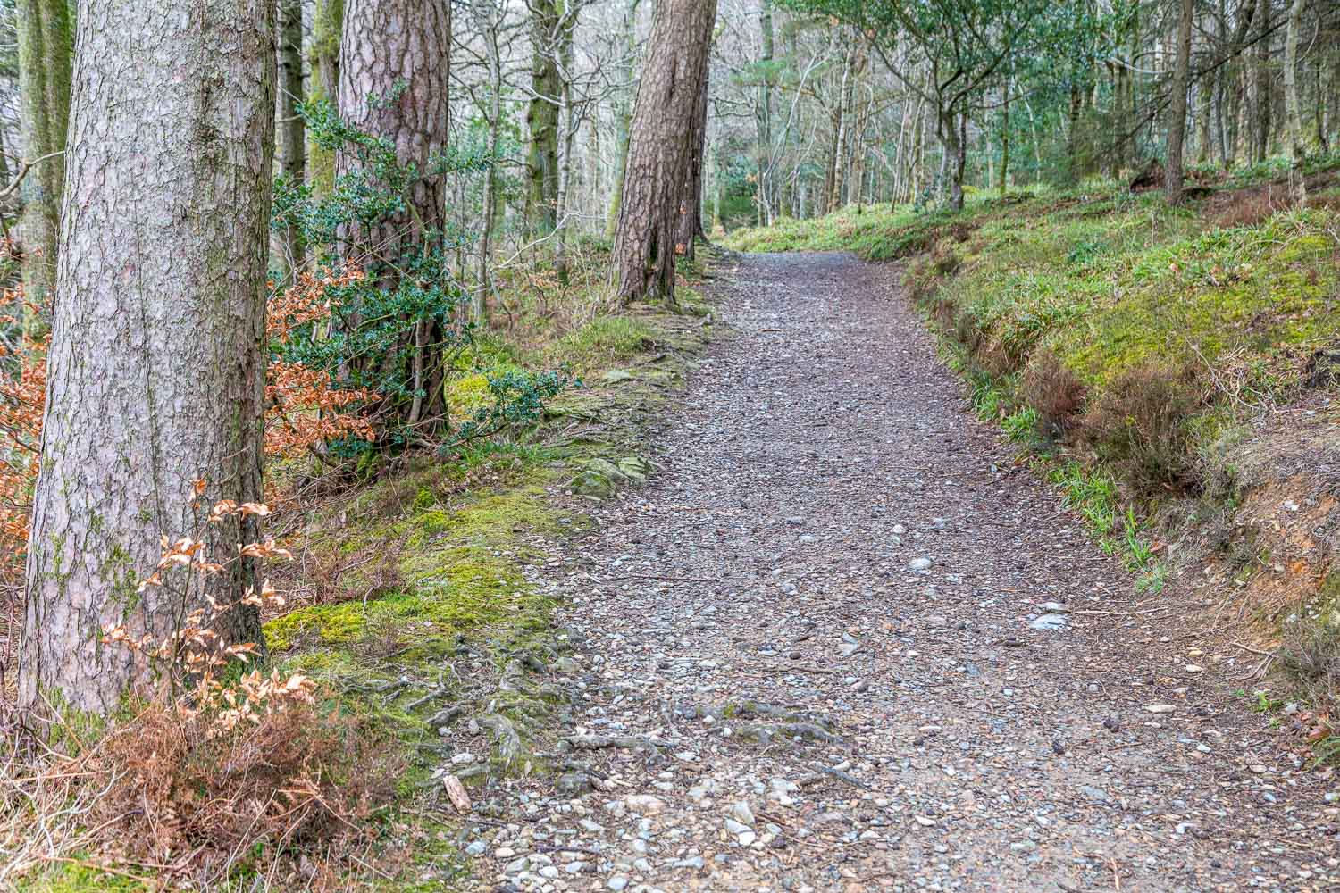 CruLanthwaite Wood walk
