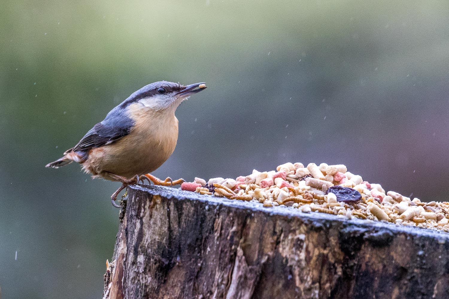 nuthatch Lake District