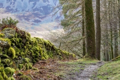 Lanthwaite Wood walk
