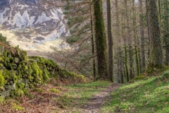 Lanthwaite Wood